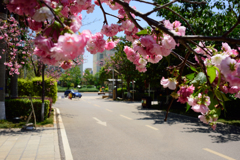 桜が満開ですね！