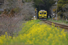 いすみ鉄道と菜の花