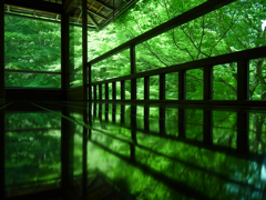 green reflection