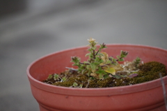 家にあった植物