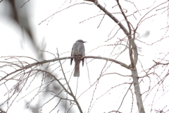 いつもの鳥