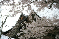 南禅寺　山門と桜
