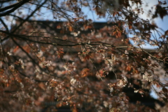 金峰山寺の桜