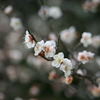 寺さんぽ