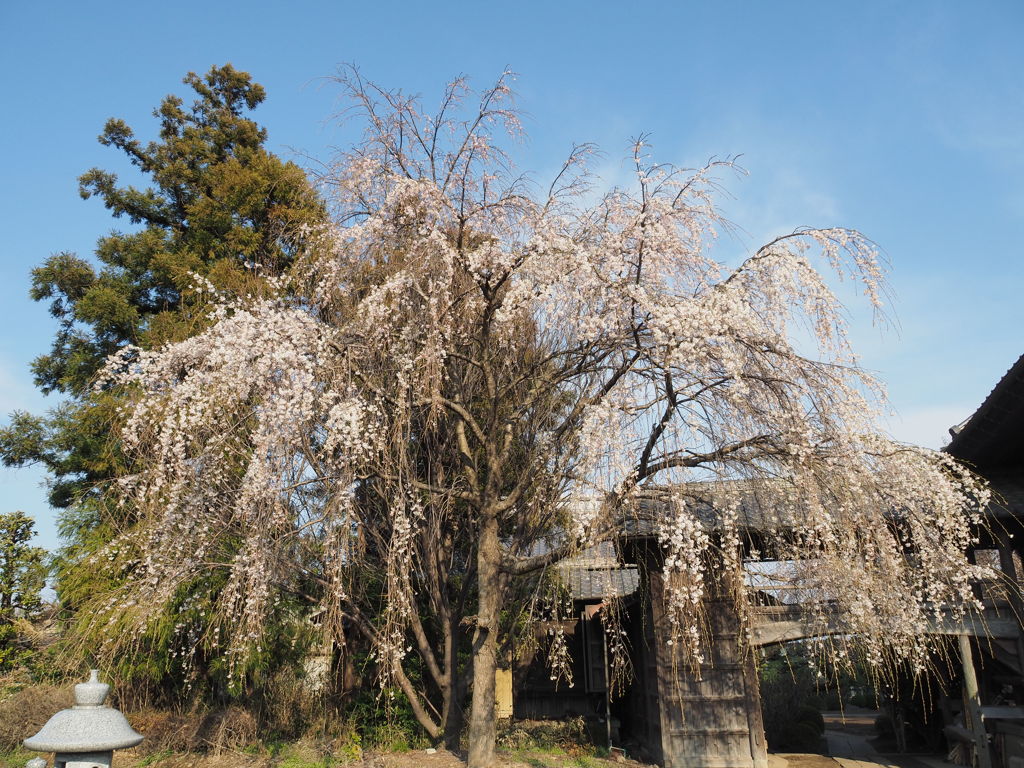 べに枝垂桜