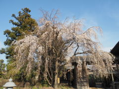 べに枝垂桜