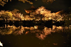 京都　東寺金堂と夜桜