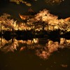 京都　東寺金堂と夜桜