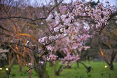 京都二条城　夜桜　その3