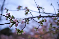 京都二条城　夜桜　その1