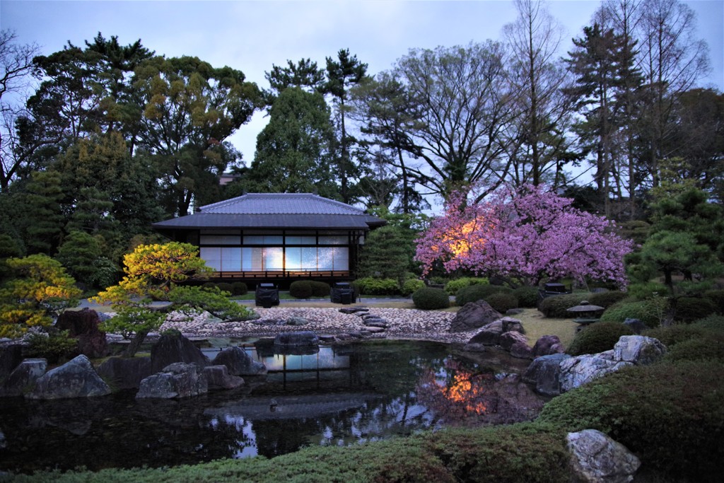 京都二条城　夜桜　その2