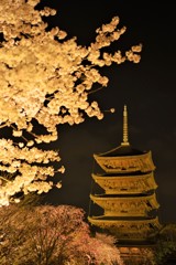 京都　東寺五重塔と夜桜　その2