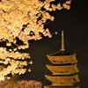 京都　東寺五重塔と夜桜　その2