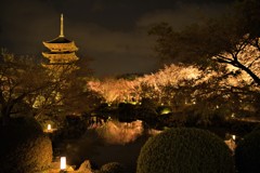 京都　東寺五重塔と夜桜　その1