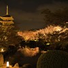 京都　東寺五重塔と夜桜　その1