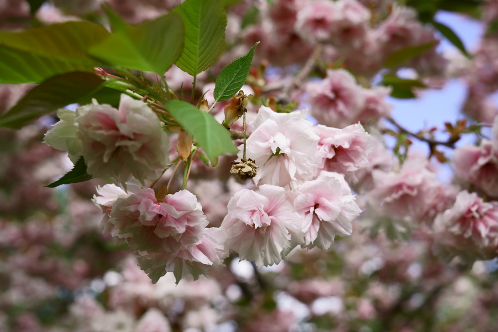 遅咲き桜