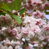 遅咲き桜