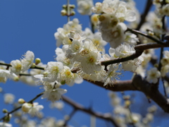 白梅と青空＠東山動植物園