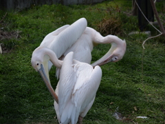 モモイロペリカン＠東山動植物園
