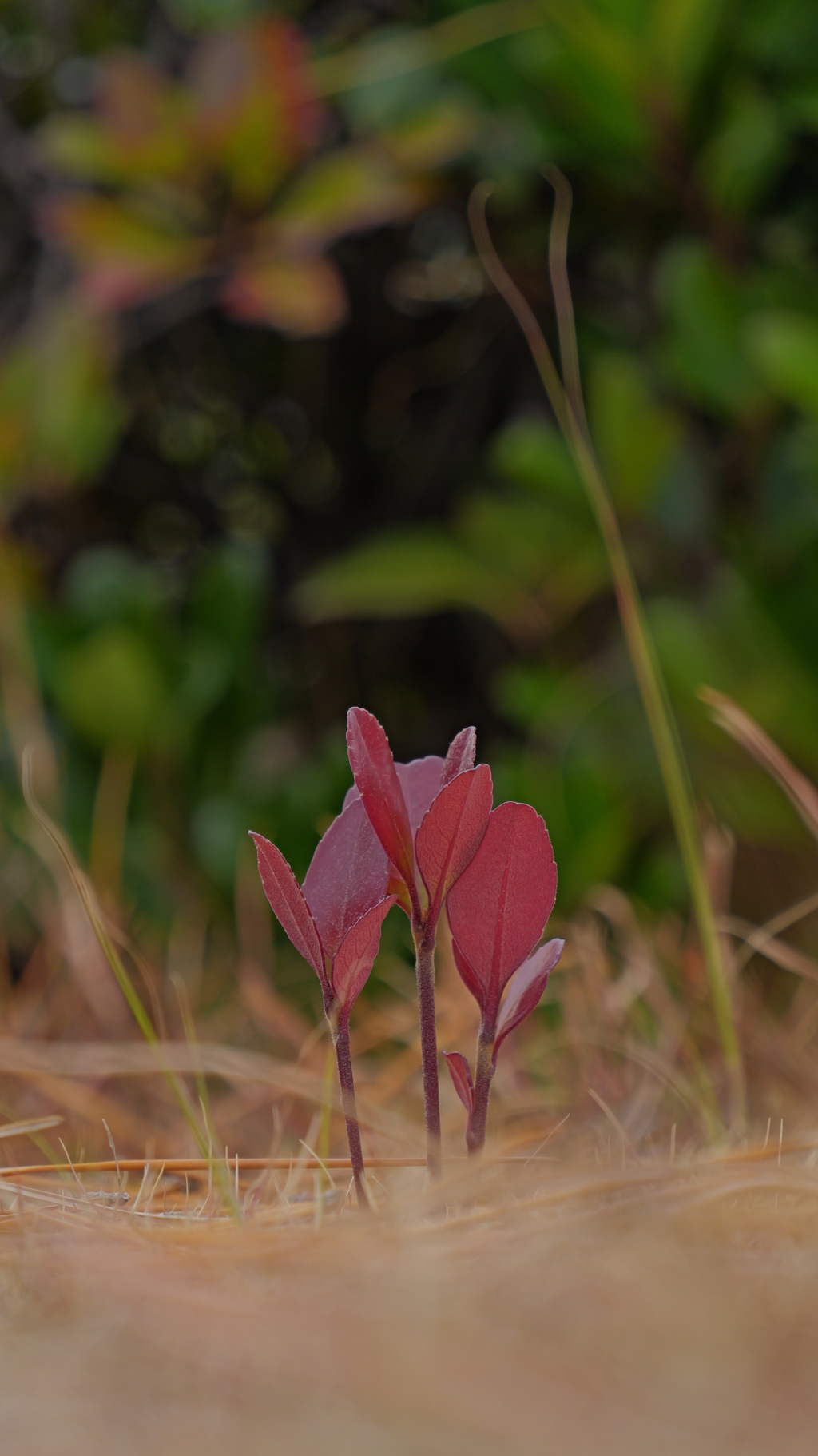 紅葉した新芽？