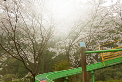 今年の桜は