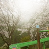 今年の桜は