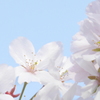 桜ドアップ