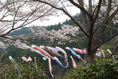 鯉と桜