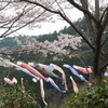 鯉と桜