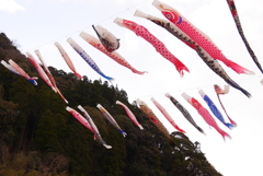 元気に泳いでいます