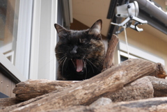 眠いね