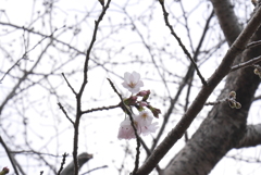 頑張れ