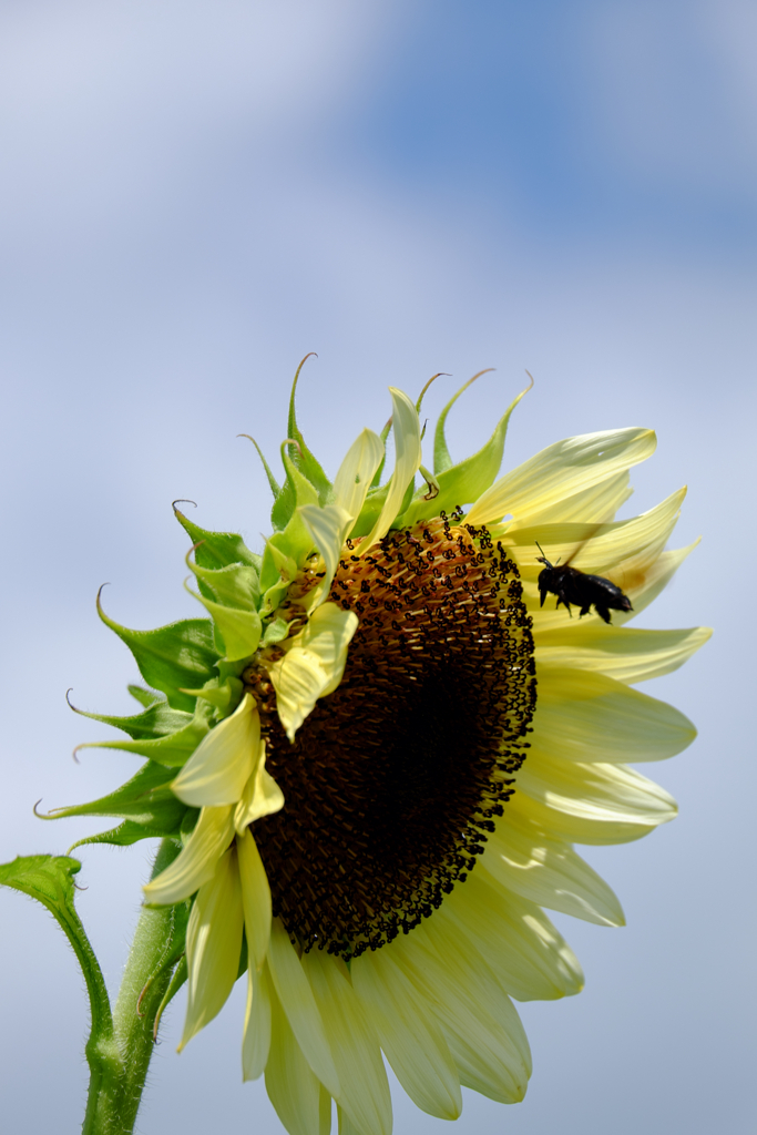 向日葵と蜂/Sunflowers and bees