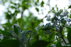 馬見丘陵公園の紫陽花(2024年6月8日)