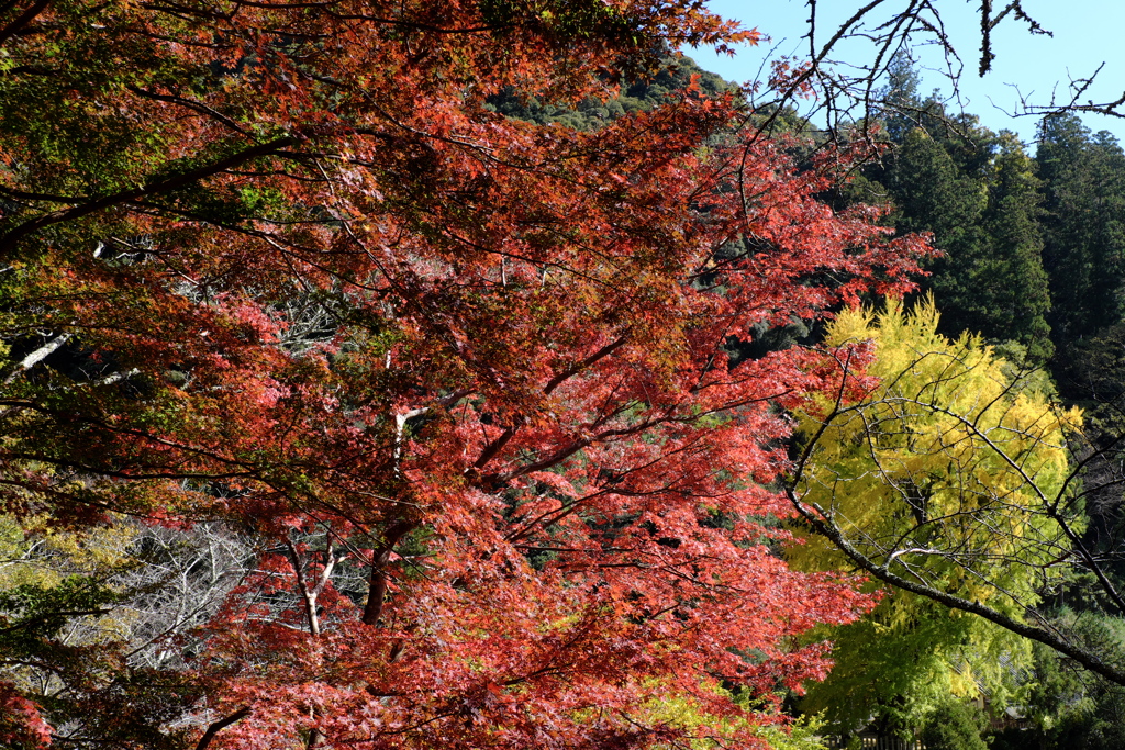 22、晩秋の真言宗豊山派総本山 長谷寺