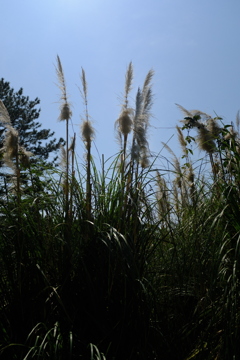 長居植物園 花 28