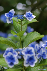 馬見丘陵公園の紫陽花(2024年6月22日)