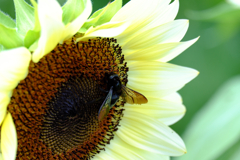 向日葵と蜂/Sunflowers and bees