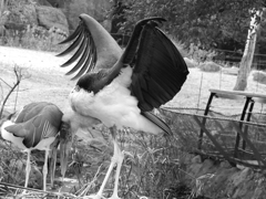 ZOO 8