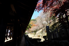 10、晩秋の真言宗豊山派総本山 長谷寺