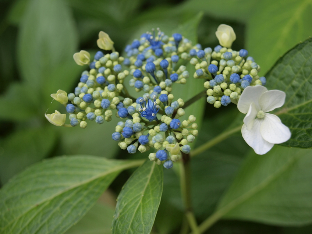 紫陽花 2021