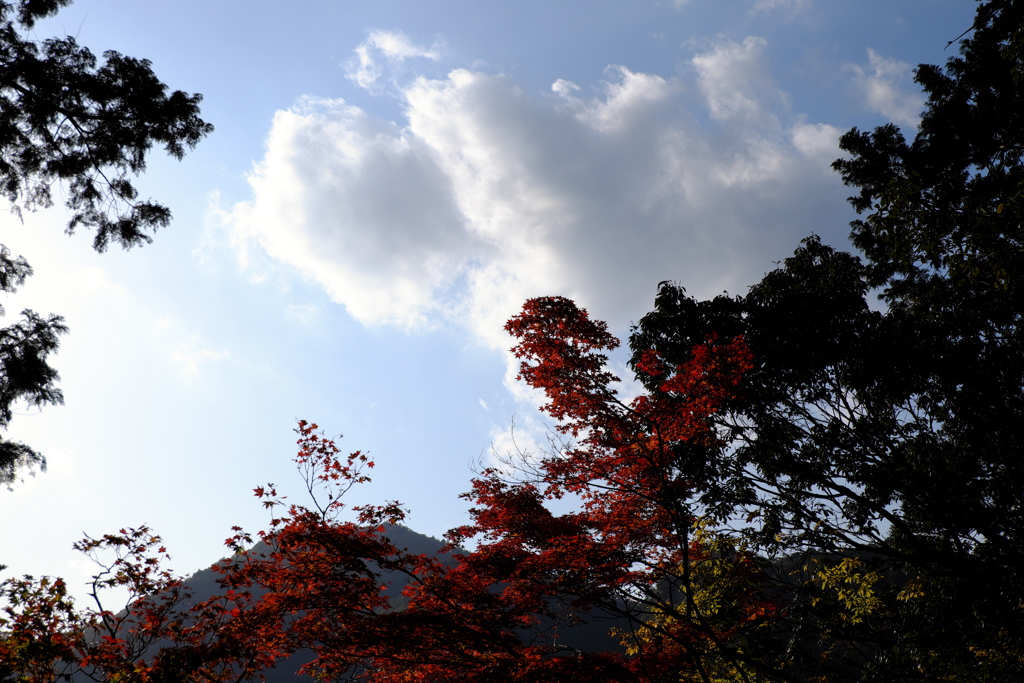 41、女人高野　晩秋の室生寺