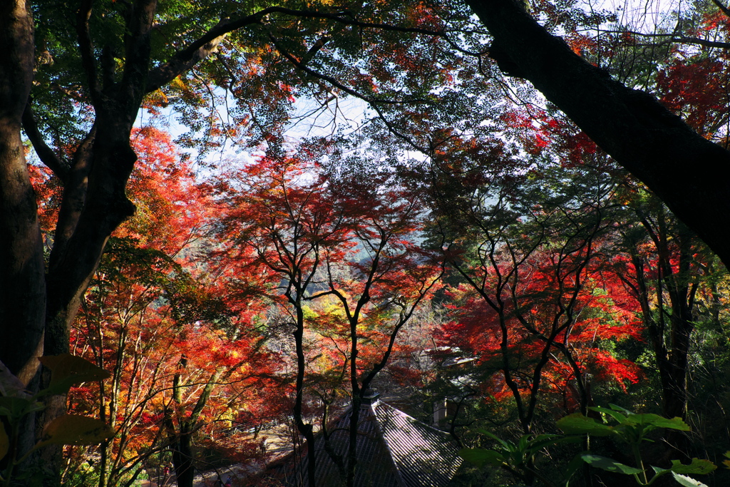 108、晩秋の真言宗豊山派総本山 長谷寺