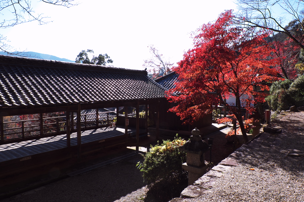 81、晩秋の真言宗豊山派総本山 長谷寺