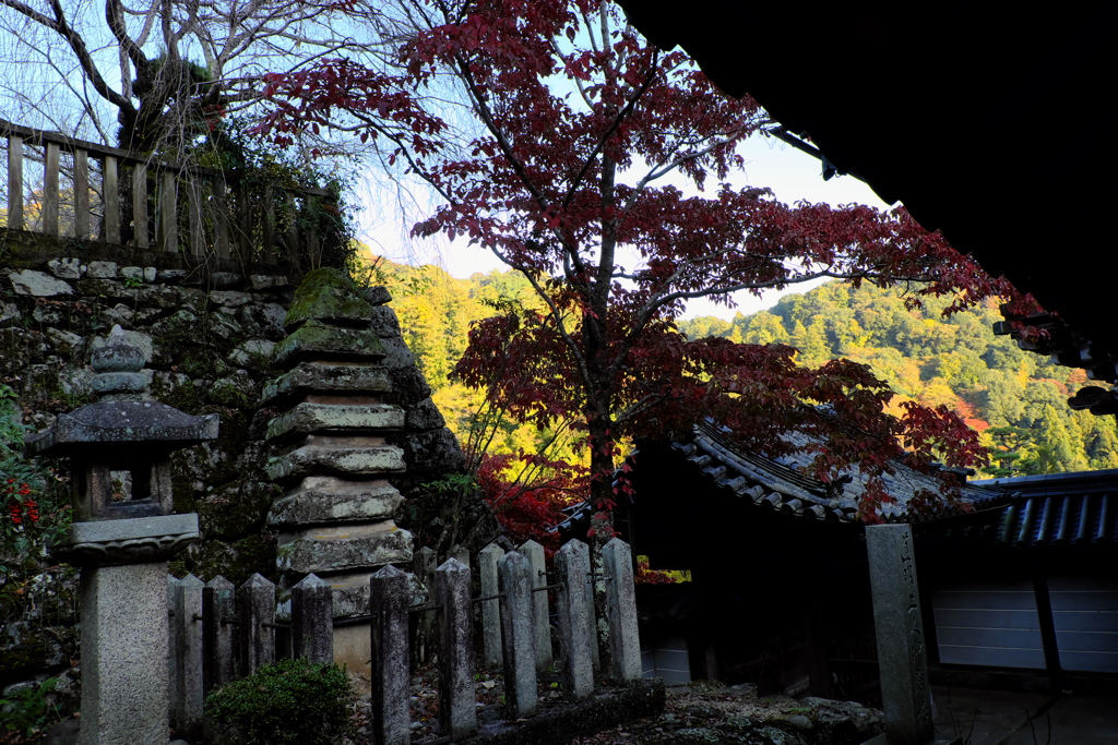 155、晩秋の真言宗豊山派総本山 長谷寺