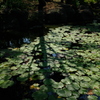 長居植物園 花 27