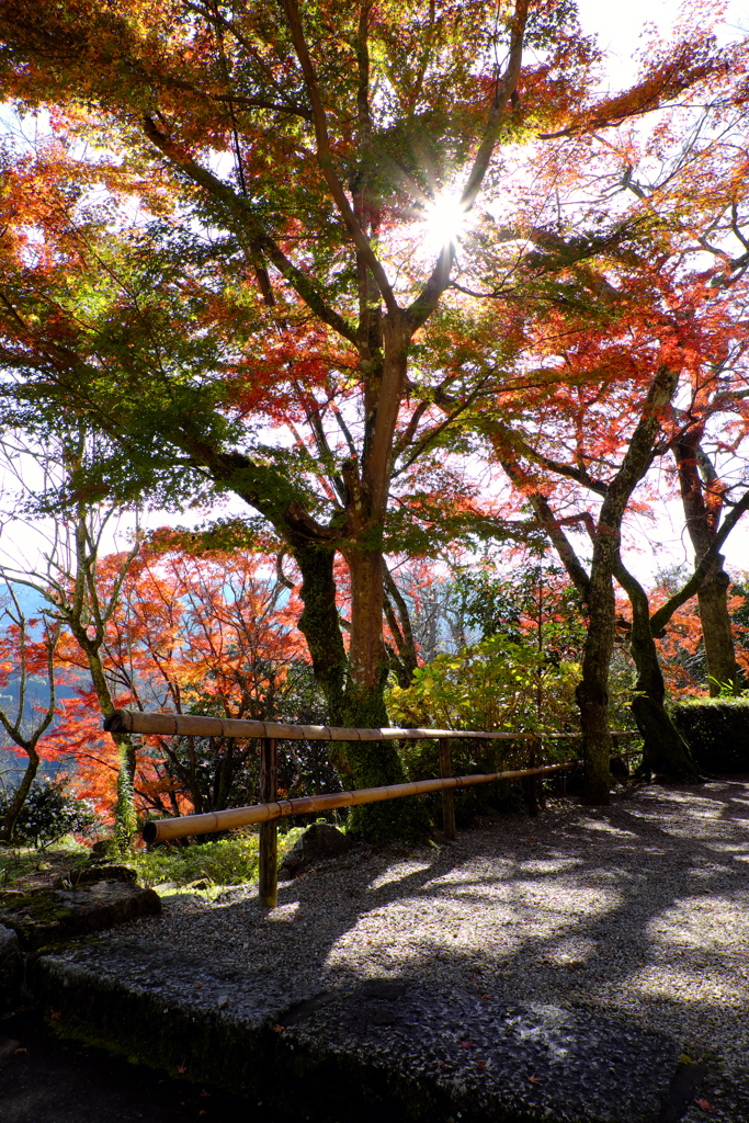 35、晩秋の真言宗豊山派総本山 長谷寺