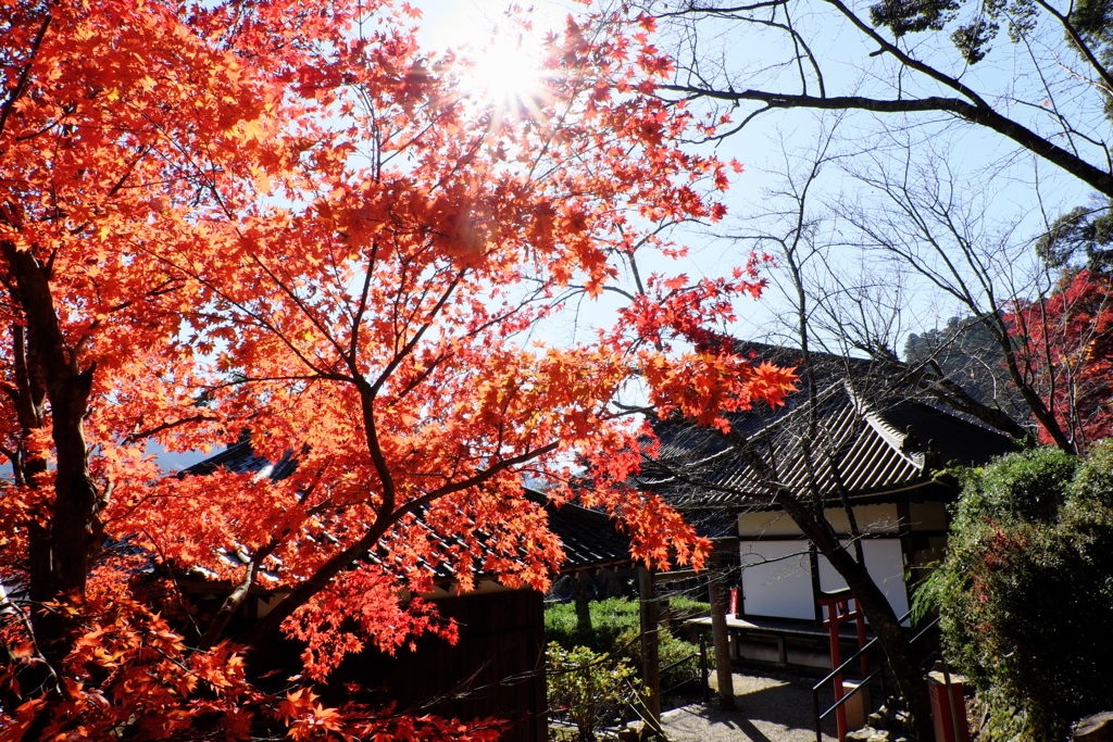 77、晩秋の真言宗豊山派総本山 長谷寺