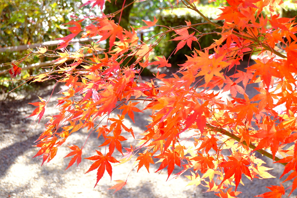 36、晩秋の真言宗豊山派総本山 長谷寺