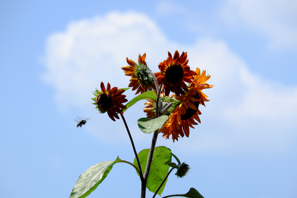 向日葵と蜂/Sunflowers and bees